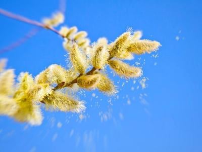 pollen dust spreading in the air springtime